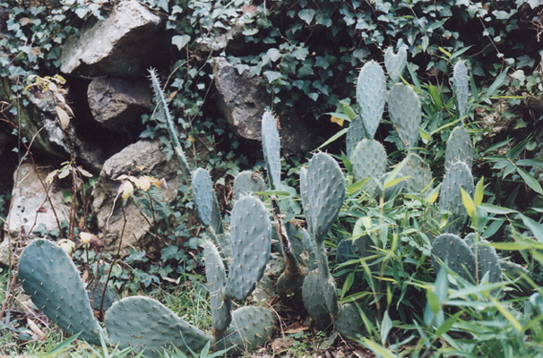Cactus