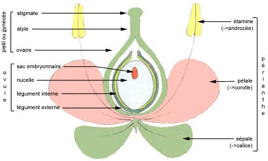 Schéma général d'une fleur