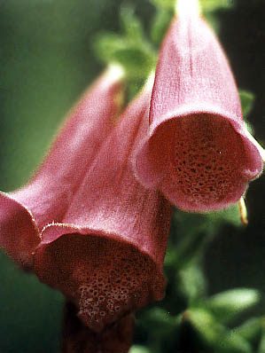 Digitalis purpurea