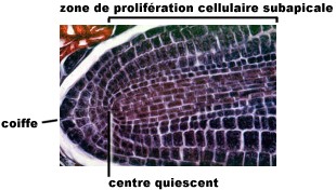 Méristème racinaire