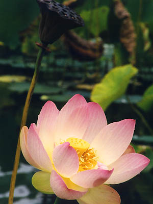Fleur de lotus