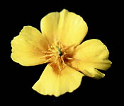 Fleur