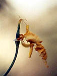 Pistil