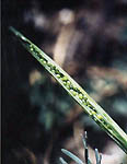 Fruit