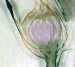 Anthéridies