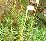 Polytrichum