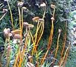 Polytrichum formosum