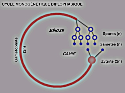 Cycle monogénétique diplophasique