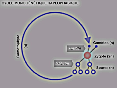 Cycle monogénétique haplophasique