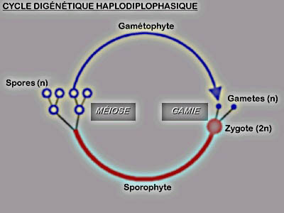 Cycle digénétique haplodiplophasique