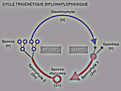 Cycle trigénétique diplohaplophasique