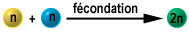Schéma fécondation
