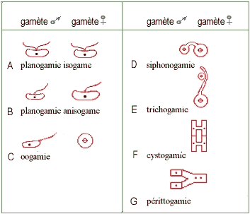 types de fécondation