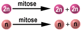 Mitose
