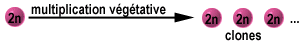 Multiplication végétative