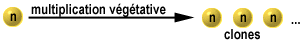 Multiplication végétative