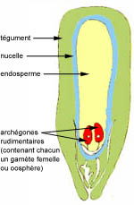 Schéma ovule de pin