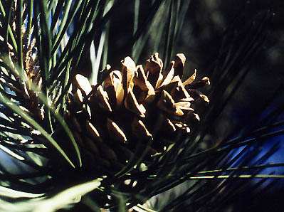 Cône femelle de pin