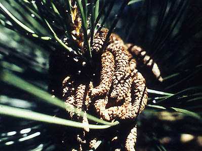 Cône mâle de pin