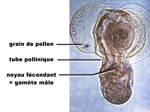 Pollen de pin