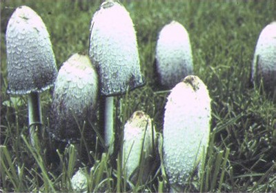basidiomycètes