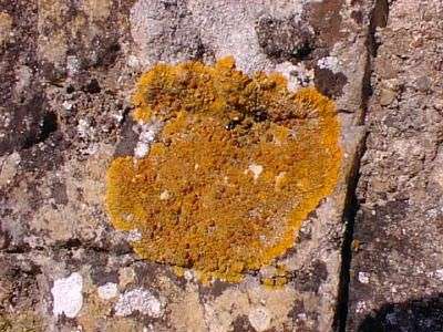 Lichen