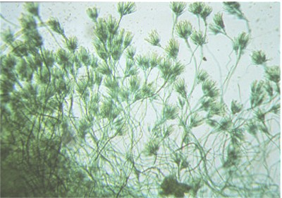 Penicillium