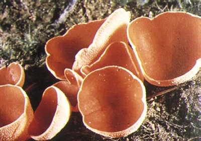 ascomycètes