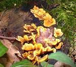 Saprophyte