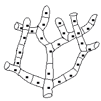 Filaments cloisonnés de septomycètes
