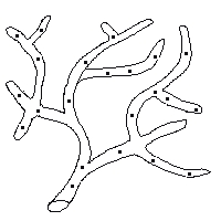 Filaments non cloisonnés de siphomycètes