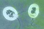 Chlamydomonas