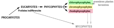 phyco-evolution.gif