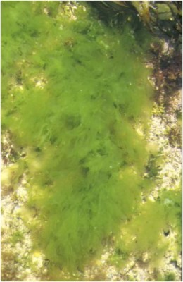 Ulva lactuca