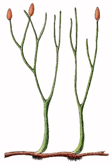 Levure