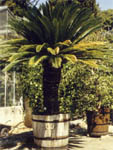 Cycas