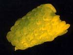 fleur m&eacirc;le Ginkgo biloba