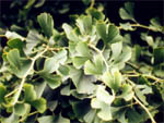 feuilles Ginkgo biloba