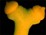 ovule Ginkgo biloba