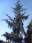 Ginkgo biloba