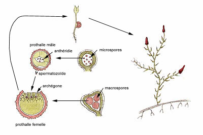 Cycle hétérosporé hétéroprothallé des sélaginelles