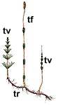 Equisetum arvense (prêle)