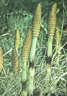 Epis sporangifère