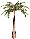 Psaronius sp.