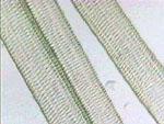 Calamites carinatus