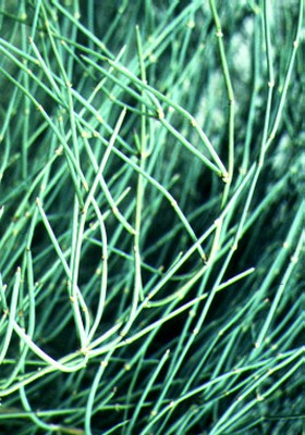 Ephedra