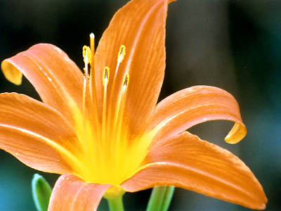 Lys
