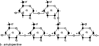 Formule de l'amylopectine