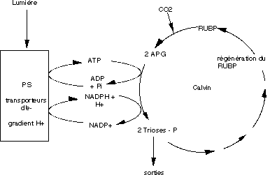 Relations énergétiques