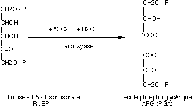 Incorporation du dioxyde de carbone